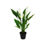 Potted Spathiphyllum w/Flowers 50cm at online8 furniture store Auckland