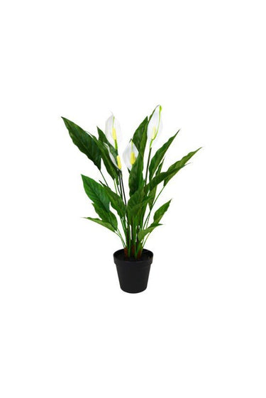 Potted Spathiphyllum w/Flowers 50cm at online8 furniture store Auckland