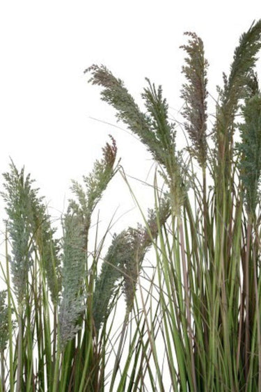 Potted Toi Toi 120cm at online8 furniture store Auckland