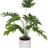 Potted Xanadu Philodendron in White Pot 38cm at online8 furniture store Auckland