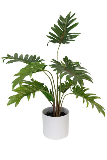 Potted Xanadu Philodendron in White Pot 38cm at online8 furniture store Auckland