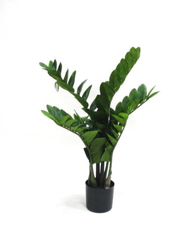 Potted Zamifolia 70cm at online8 furniture store Auckland