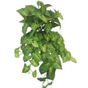 Real Touch Nephthytis Bush at online8 furniture store Auckland