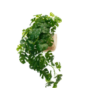 Real Touch Split Philo Hanging Bush at online8 furniture store Auckland