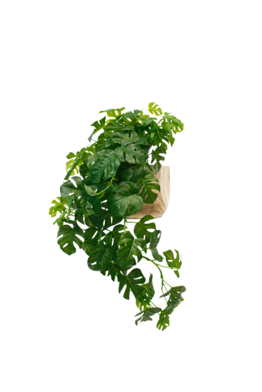 Real Touch Split Philo Hanging Bush at online8 furniture store Auckland