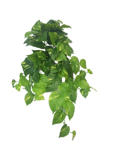 Real Touch Variegated Pothos Bush at online8 furniture store Auckland