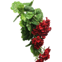 Red Geranium Bush at online8 furniture store Auckland