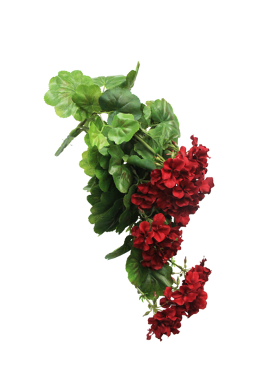 Red Geranium Bush at Online8 Furniture Auckland NZ