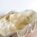 Resin Clam Shell - Large at online8 furniture store Auckland