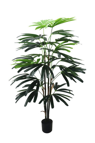 Rhapsis Palm Potted 1.2m at online8 furniture store Auckland