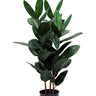 Rubber Elastica Plant 115cm at online8 furniture store Auckland