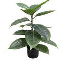 Rubber Plant Potted 56cm at online8 furniture store Auckland