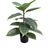 Rubber Plant Potted 56cm at online8 furniture store Auckland