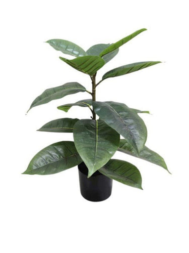 Rubber Plant Potted 56cm at online8 furniture store Auckland