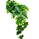 Sage Ivy Hanging Bush 70cm at online8 furniture store Auckland