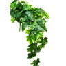 Sage Ivy Hanging Bush 70cm at online8 furniture store Auckland