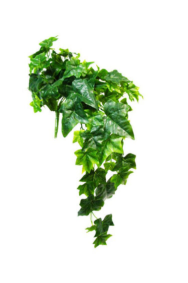 Sage Ivy Hanging Bush 70cm at Online8 Furniture Auckland NZ