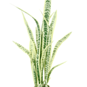 Sansevieria w/ White Cement Pot 1m Faux Plant at online8 furniture store Auckland