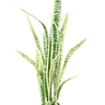 Sansevieria w/ White Cement Pot 1m Faux Plant at online8 furniture store Auckland