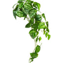 Scindapsus Bush at online8 furniture store Auckland