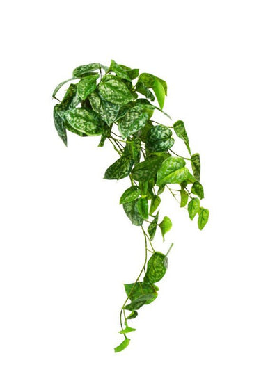 Scindapsus Bush at online8 furniture store Auckland