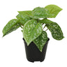 Scindapsus Pictus Potted 18cm at online8 furniture store Auckland