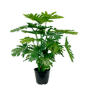 Selloum Philo Potted - 66cm Faux Plant at online8 furniture store Auckland