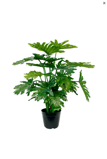 Selloum Philo Potted - 66cm Faux Plant at online8 furniture store Auckland