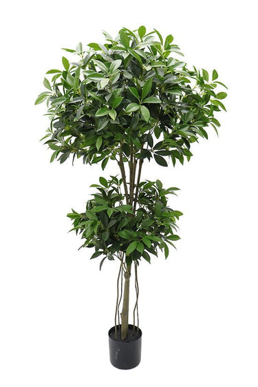 Shikiba Topiary Tree Potted 1.5m at online8 furniture store Auckland