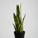 Snake Plant Potted - 49Cm Faux Plant at online8 furniture store Auckland