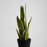 Snake Plant Potted - 49Cm Faux Plant at online8 furniture store Auckland