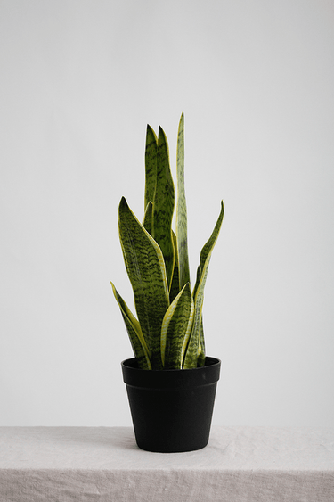 Snake Plant Potted - 49Cm Faux Plant at online8 furniture store Auckland