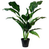 Spathiphyllum kochii Potted 91cm at online8 furniture store Auckland
