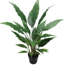 Spathiphyllum Vivaldi Potted 91cm at online8 furniture store Auckland