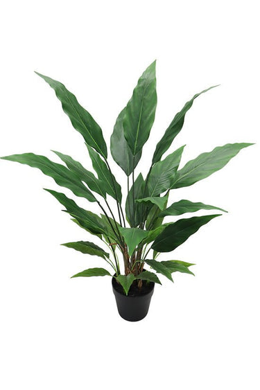 Spathiphyllum Vivaldi Potted 91cm at online8 furniture store Auckland