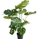 Split Leaf Philo Potted 53cm at online8 furniture store Auckland