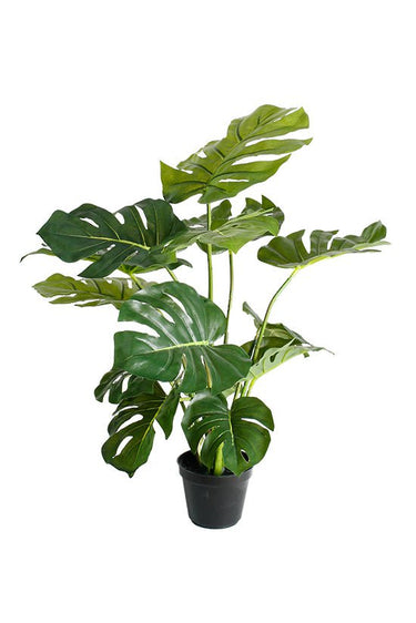Split Leaf Philo Potted 53cm at online8 furniture store Auckland