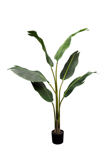 Strelitzia Nicolai 1.2m at online8 furniture store Auckland