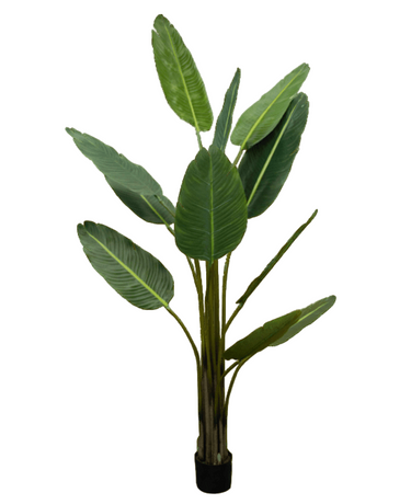 Strelitzia Nicolai 1.8m at online8 furniture store Auckland