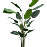 Strelitzia Nicolai 2.4m at online8 furniture store Auckland