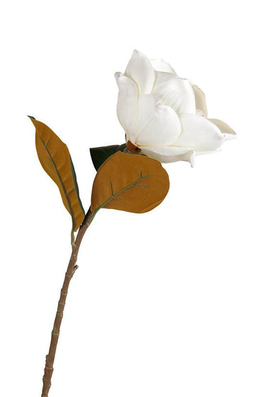 Sweetbay Magnolia 75cm Cream at online8 furniture store Auckland