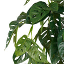 Swiss Cheese Hanging Bush at online8 furniture store Auckland