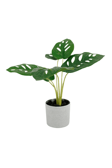 Swiss Cheese Plant Potted - 24cm Faux Plant at online8 furniture store Auckland