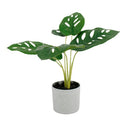 Swiss Cheese Plant Potted 24cm at online8 furniture store Auckland