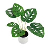 Swiss Cheese Plant Potted 24cm at online8 furniture store Auckland