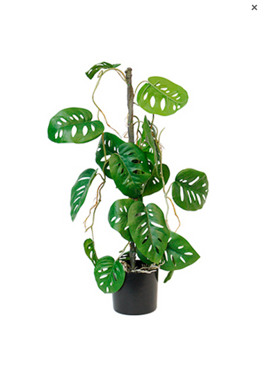 Swiss Cheese Vining Plant Potted - 63.5cm Faux Plant at online8 furniture store Auckland