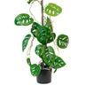 Swiss Cheese Vining Plant Potted 63.5cm at online8 furniture store Auckland