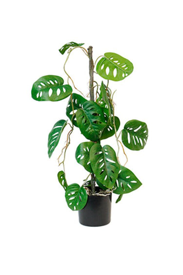 Swiss Cheese Vining Plant Potted 63.5cm at online8 furniture store Auckland