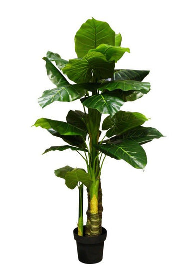 Taro Tree Potted Large - 130cm at online8 furniture store Auckland