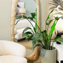 Tasmin Mirror 180x80cm - Burl Veneer at online8 furniture store Auckland